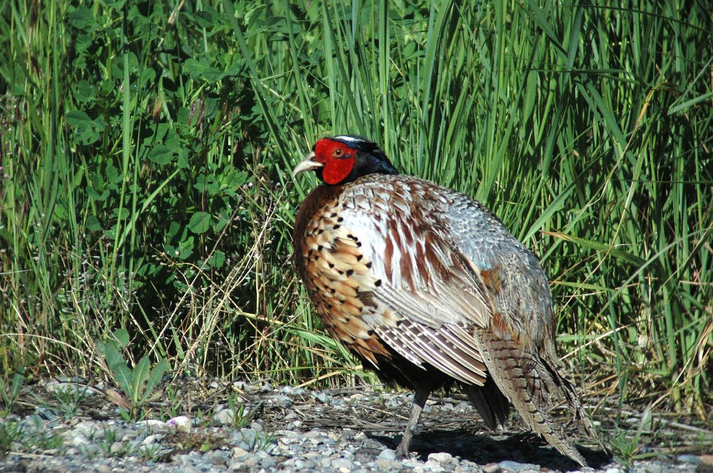 Pheasant, Ring-necked, 2005-06010840 Bear River MBR, UT.jpg